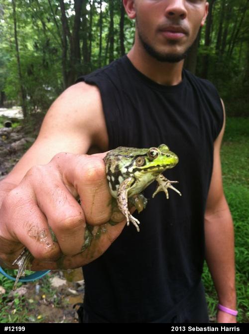 Green Frog