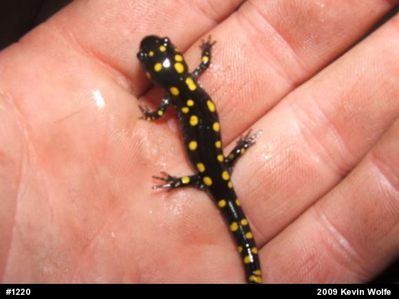 Spotted Salamander