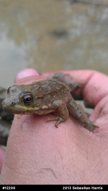 Green Frog