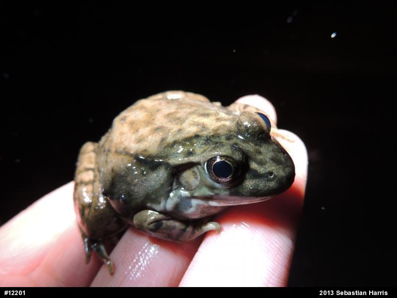 Green Frog