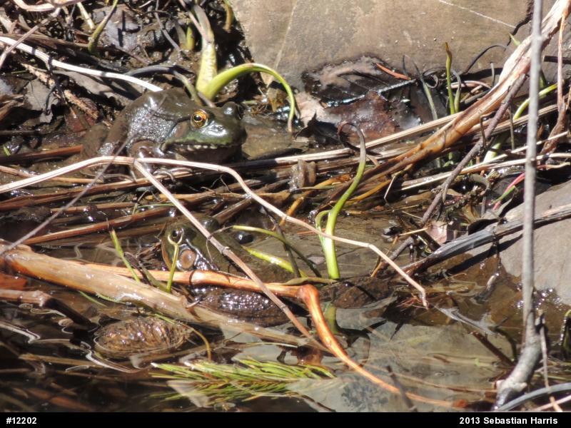 Green Frog