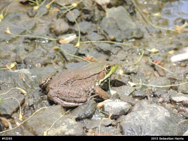 Green Frog