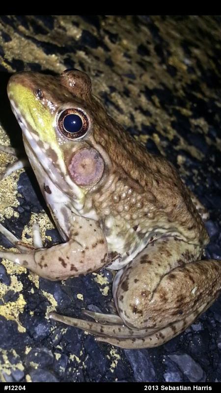 Green Frog