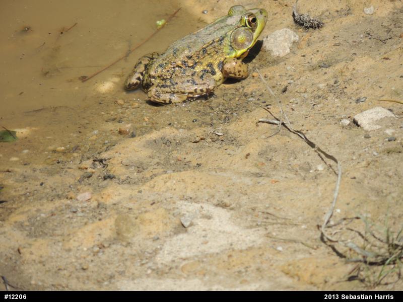 Green Frog