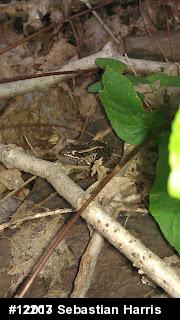 Pickerel Frog