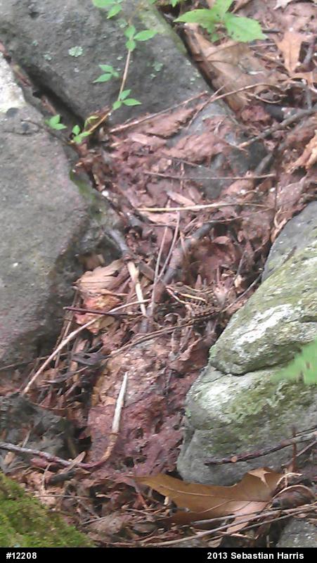 Pickerel Frog