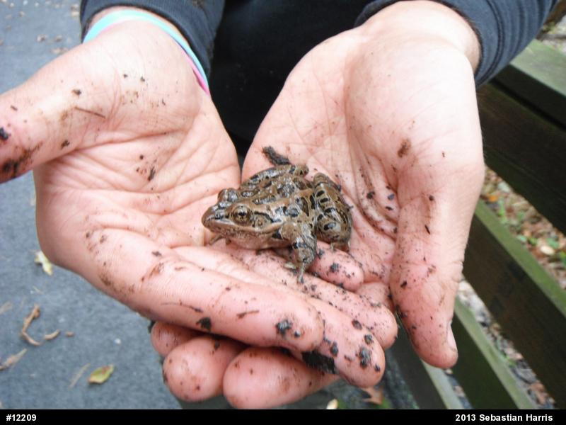 Pickerel Frog