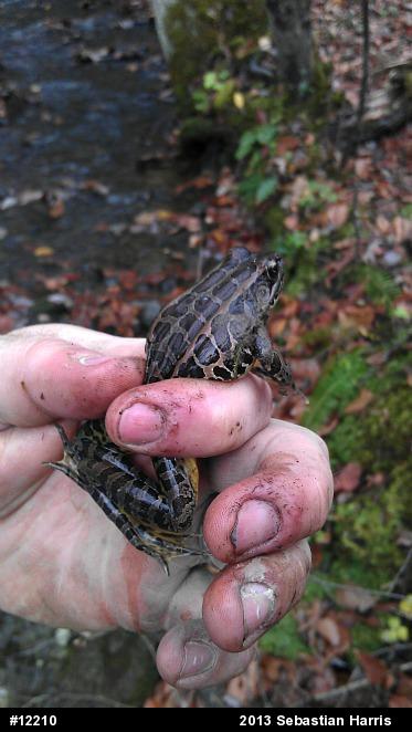 Pickerel Frog