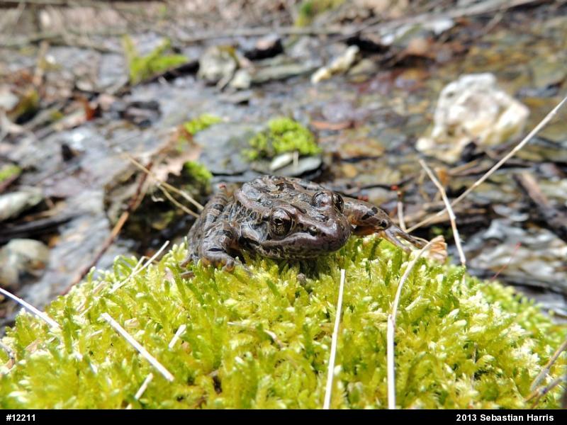 Pickerel Frog