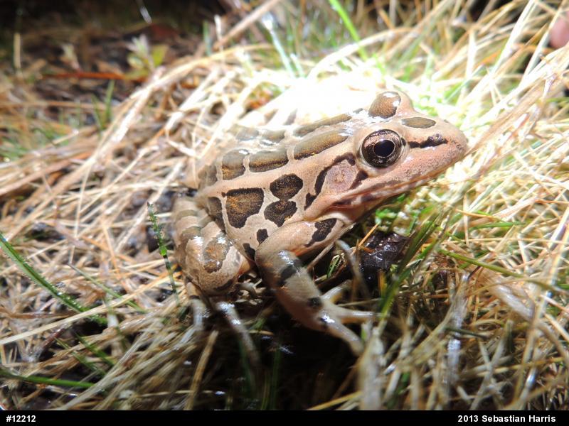 Pickerel Frog