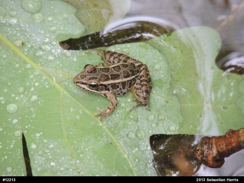 Pickerel Frog