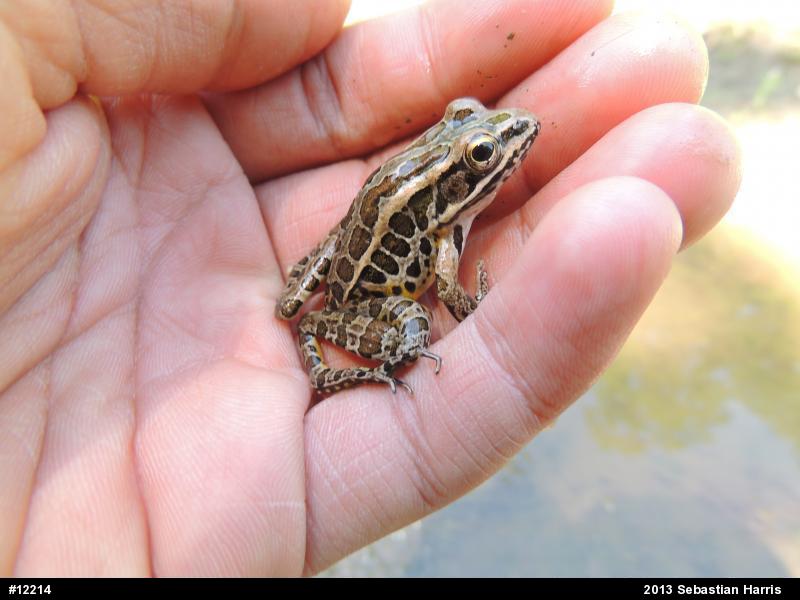 Pickerel Frog
