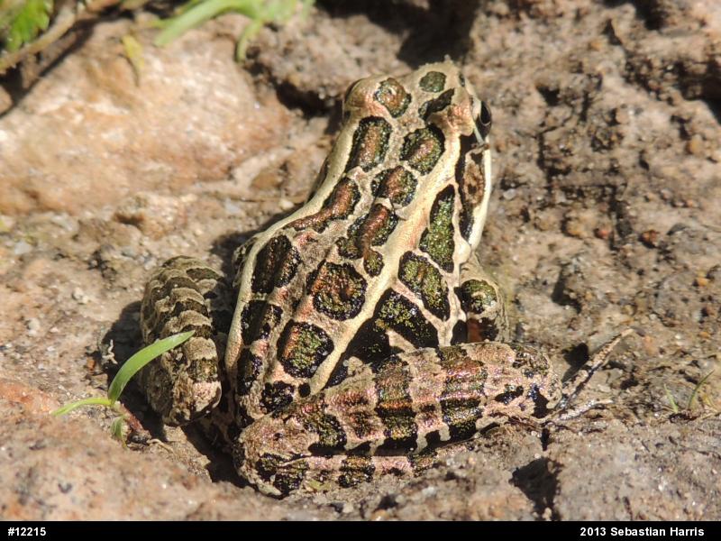 Pickerel Frog