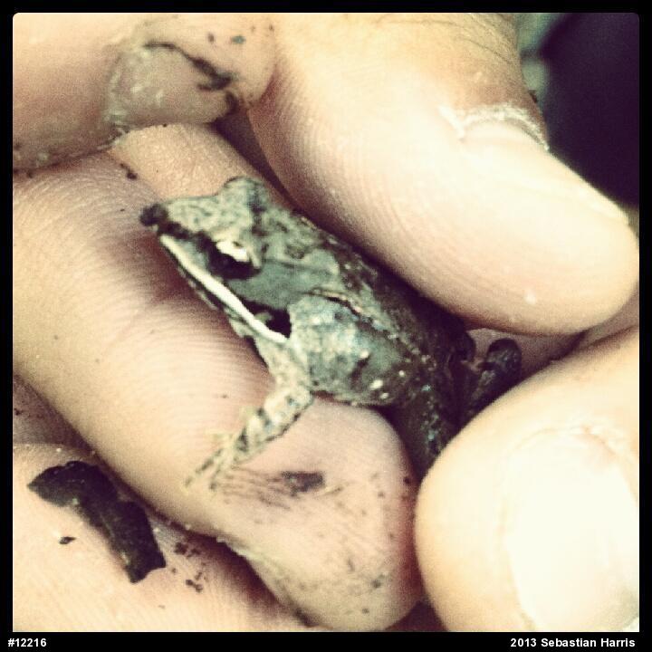Wood Frog