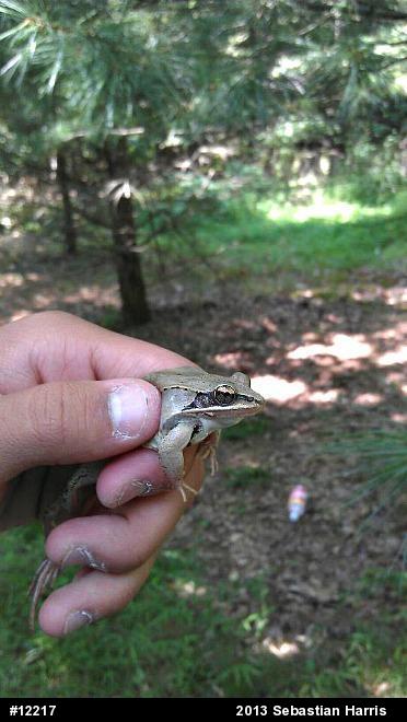 Wood Frog