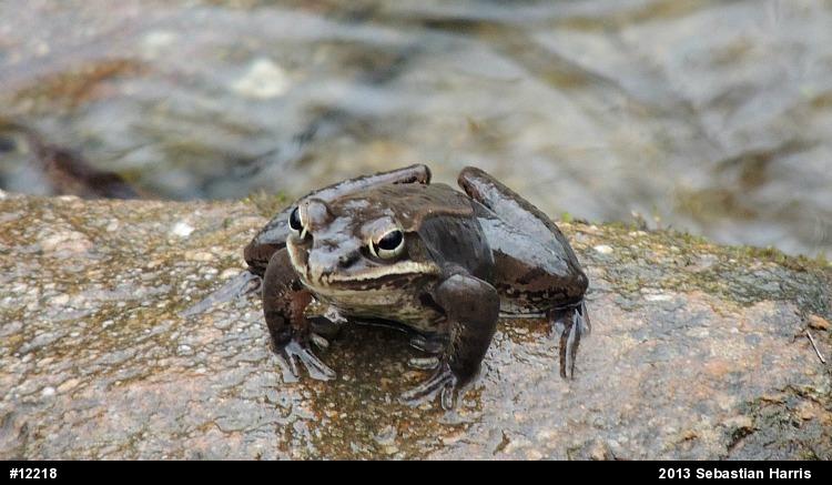 Wood Frog