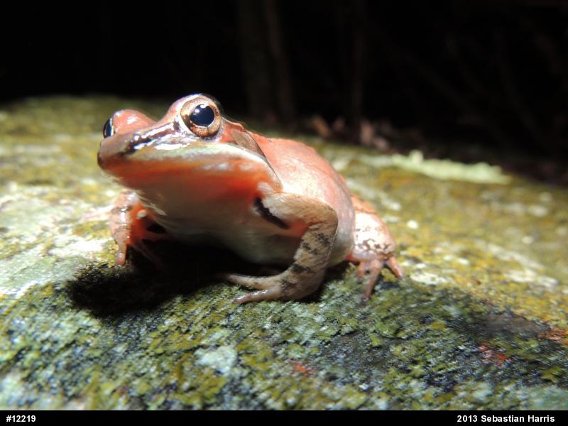 Wood Frog