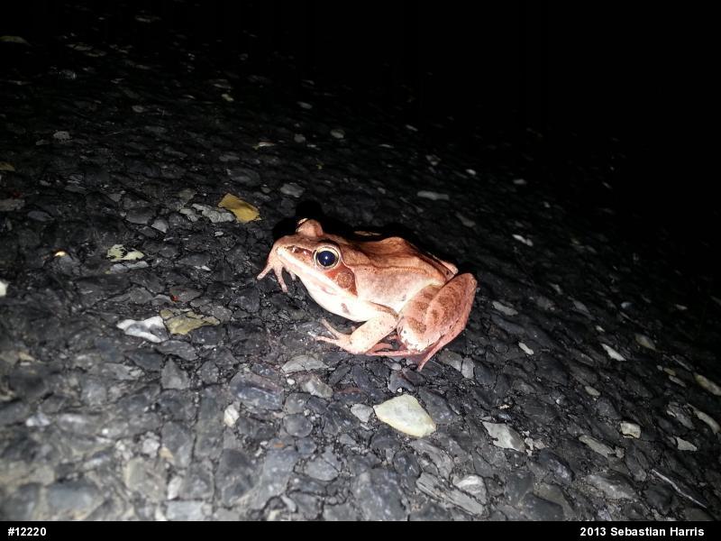 Wood Frog