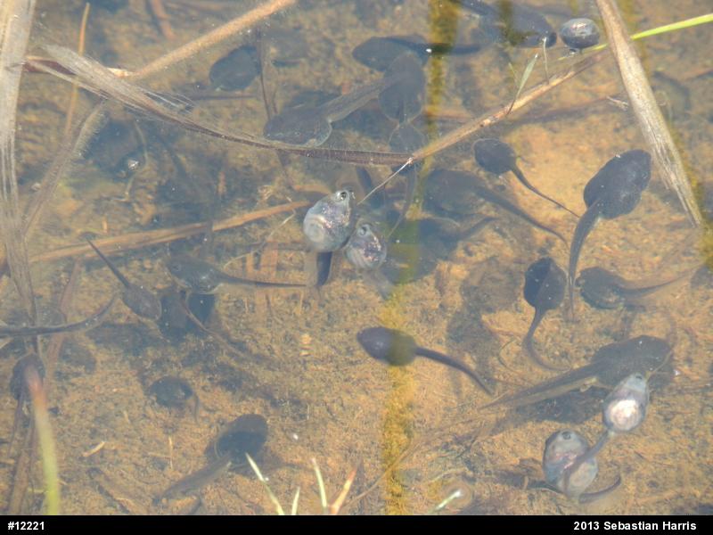 Wood Frog