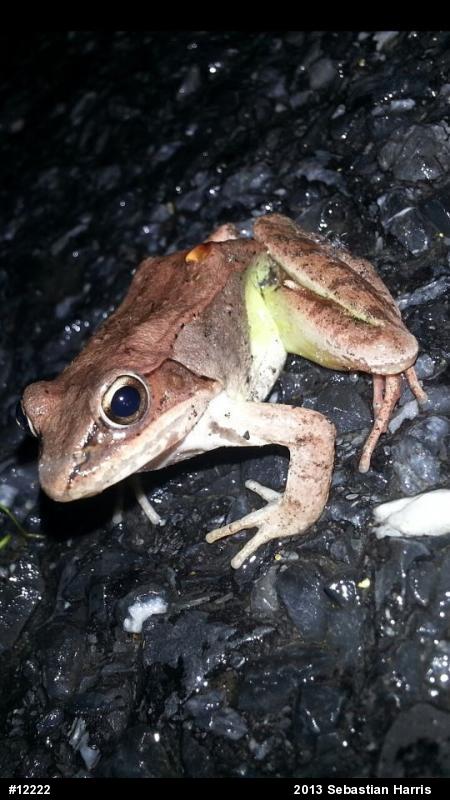 Wood Frog