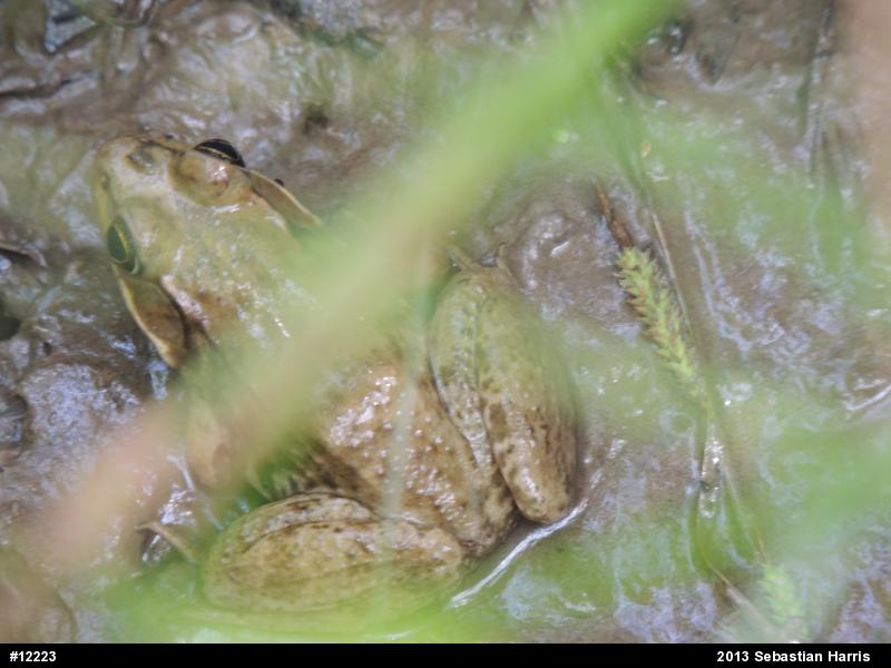 Green Frog