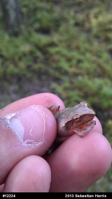 Spring Peeper