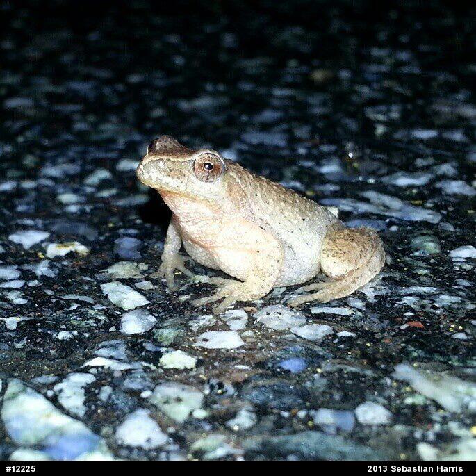Spring Peeper