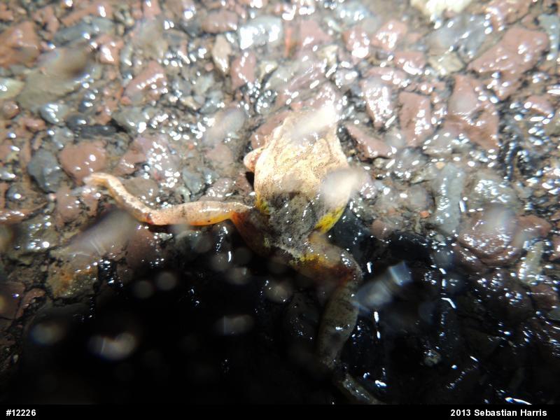 Spring Peeper