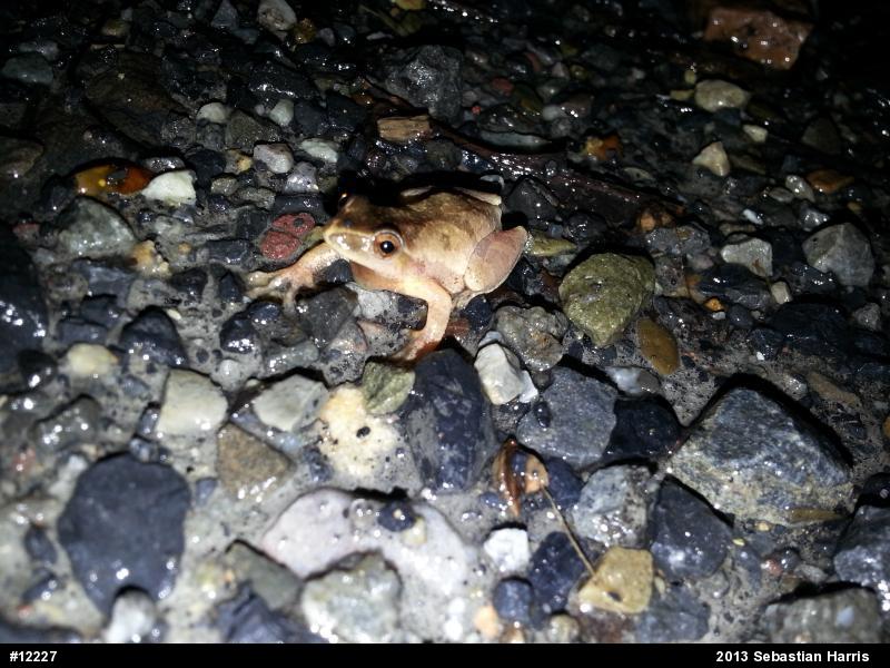 Spring Peeper