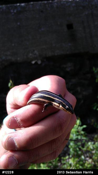 Common Five-lined Skink