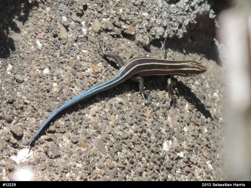 Common Five-lined Skink