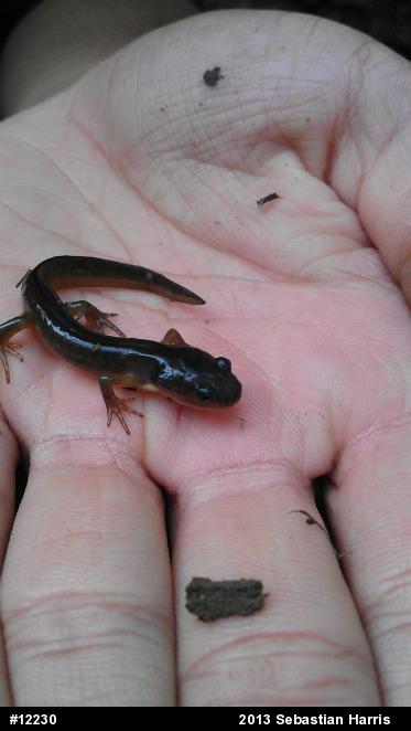 Jefferson Salamander