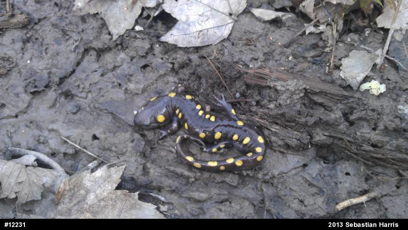 Spotted Salamander