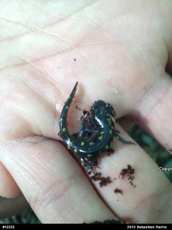 Spotted Salamander