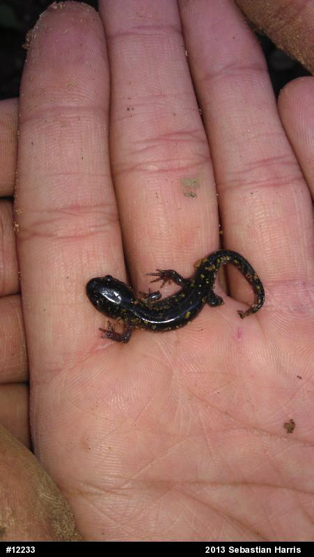 Spotted Salamander