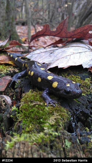 Spotted Salamander