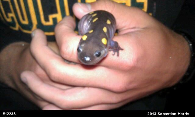 Spotted Salamander