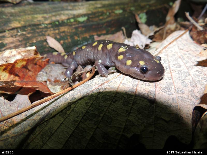Spotted Salamander