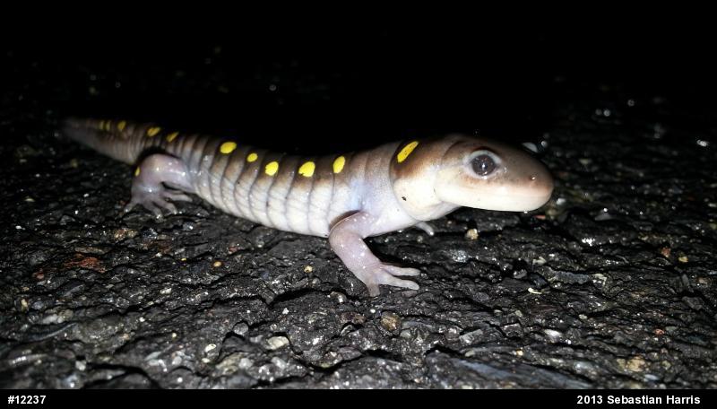 Spotted Salamander