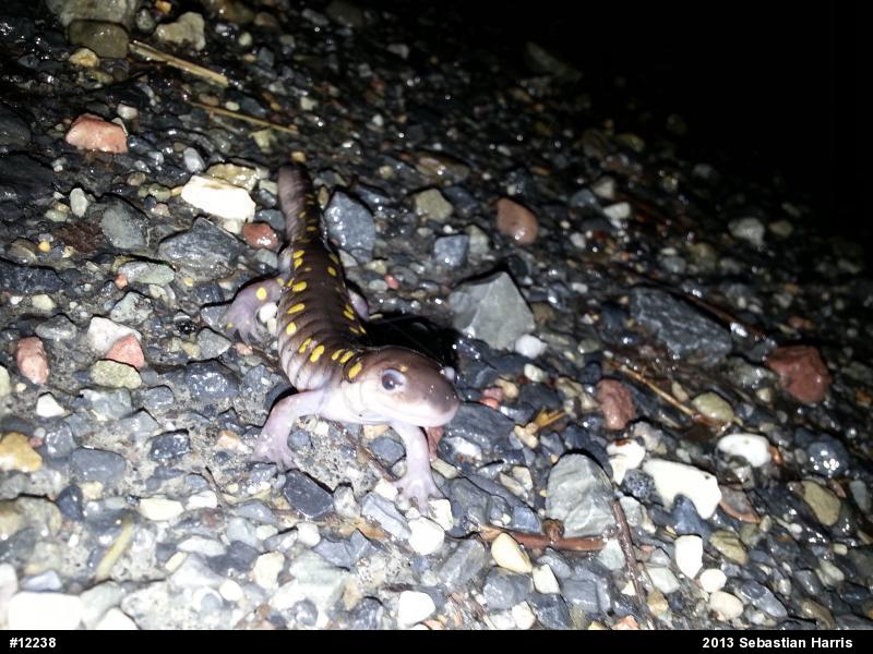 Spotted Salamander