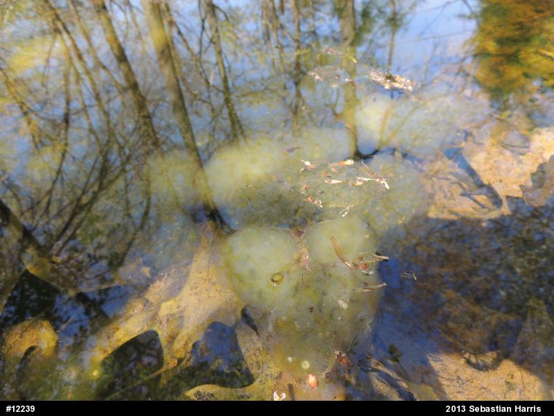 Spotted Salamander