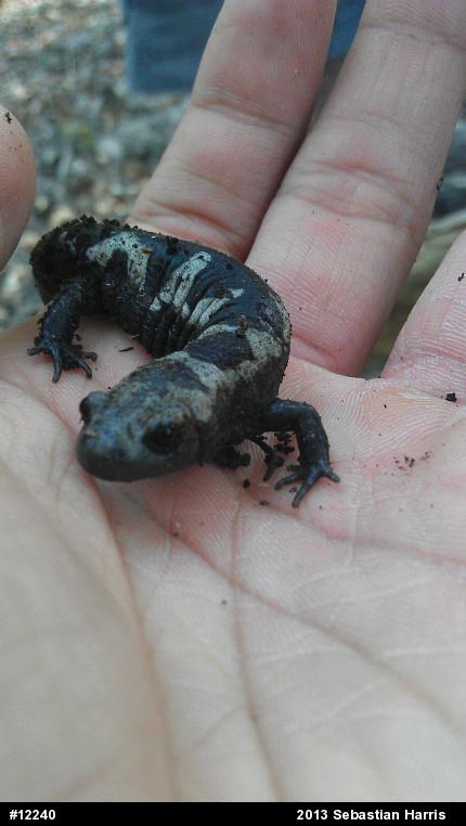 Marbled Salamander