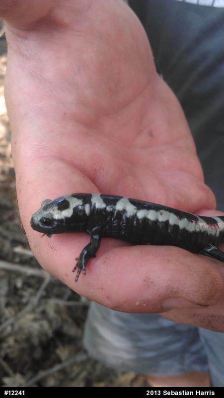Marbled Salamander