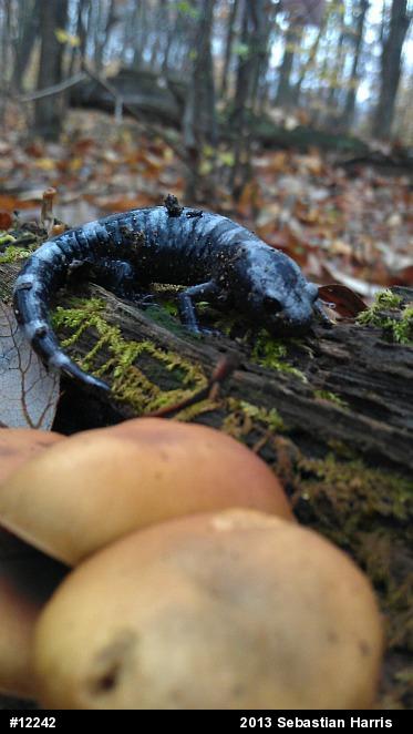 Marbled Salamander