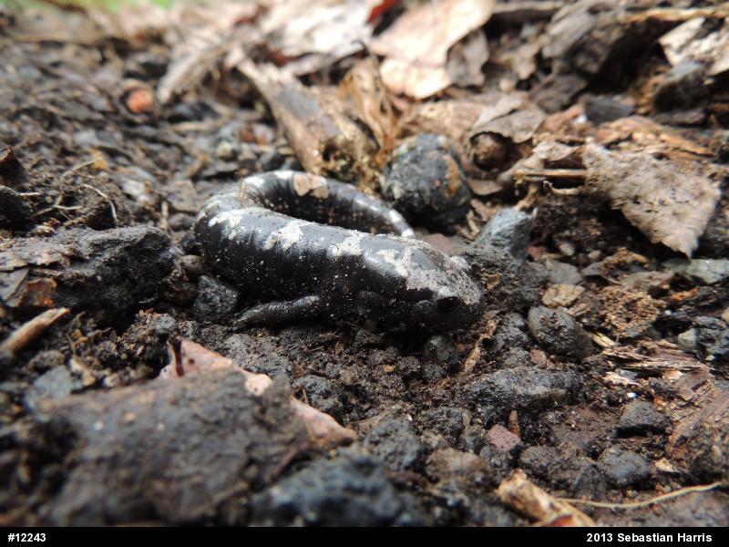 Marbled Salamander