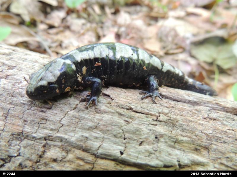 Marbled Salamander