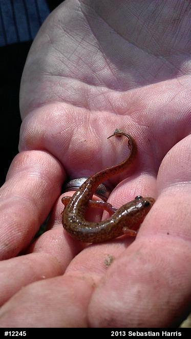Northern Dusky Salamander