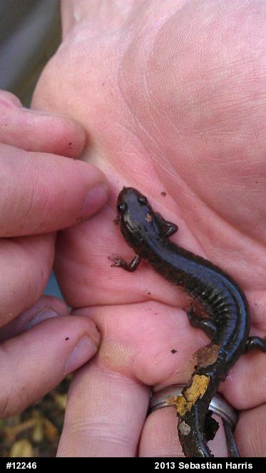 Northern Dusky Salamander