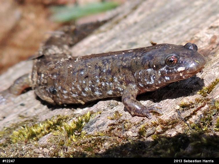 Northern Dusky Salamander
