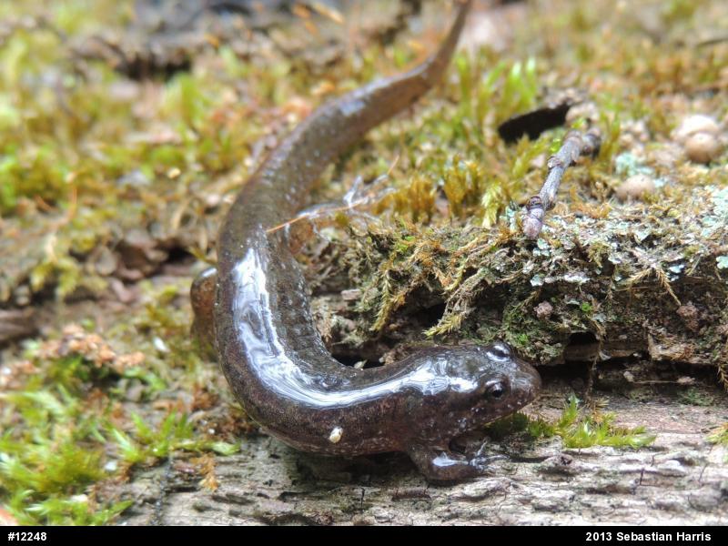 Northern Dusky Salamander